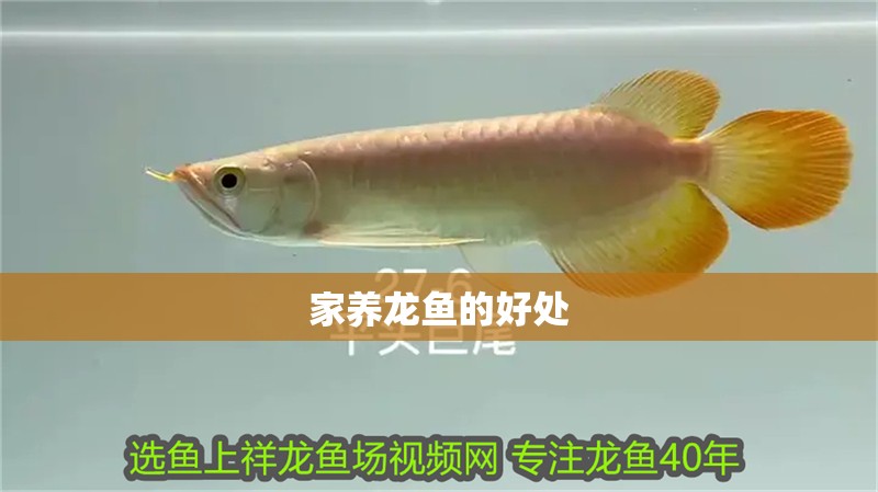 家養龍魚的好處