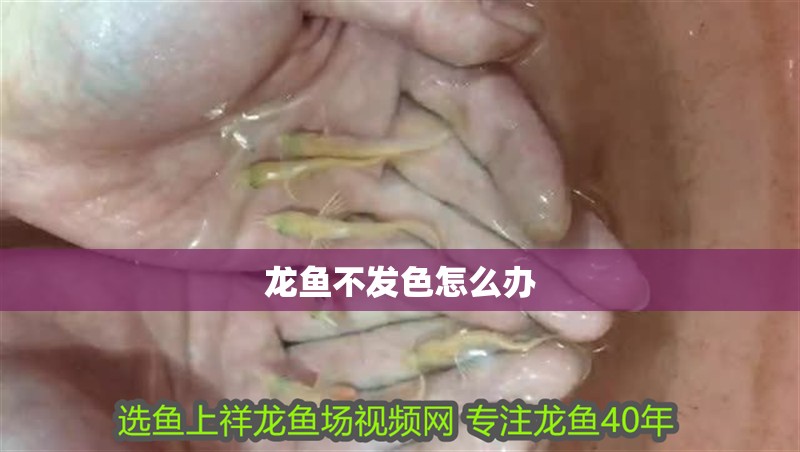 龍魚(yú)不發(fā)色怎么辦