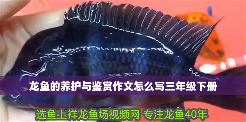 龍魚的養護與鑒賞作文怎么寫三年級下冊 龍魚的養護與鑒賞作文怎么寫三年級下冊 龍魚百科 第2張