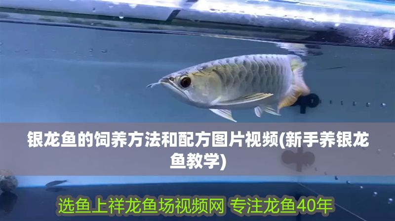 銀龍魚的飼養方法和配方圖片視頻(新手養銀龍魚教學) 銀龍魚百科 第1張 銀龍魚的飼養方法和配方圖片視頻(新手養銀龍魚教學) 銀龍魚的飼養方法和配方圖片視頻(新手養銀龍魚教學) 銀龍魚百科 第1張
