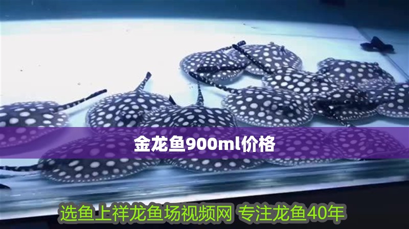 金龍魚900ml價格