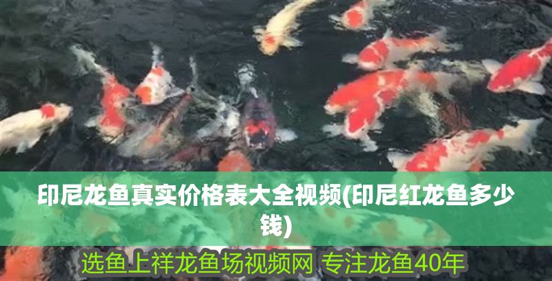 印尼龍魚真實價格表大全視頻(印尼紅龍魚多少錢) 印尼龍魚真實價格表大全視頻(印尼紅龍魚多少錢) 紅龍魚百科 第1張