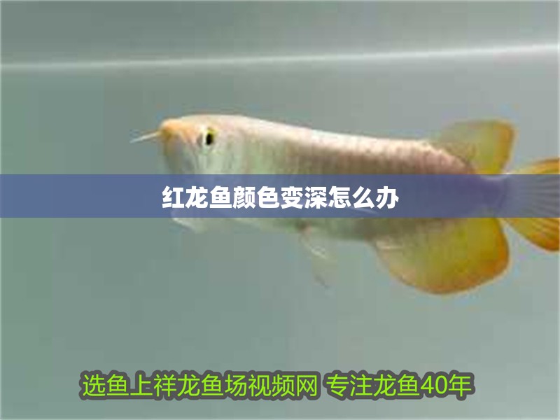 紅龍魚顏色變深怎么辦