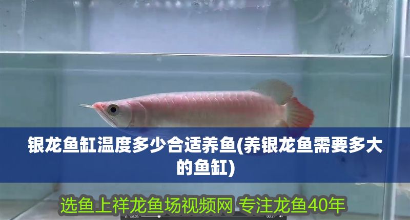 銀龍魚缸溫度多少合適養魚(養銀龍魚需要多大的魚缸) 銀龍魚缸溫度多少合適養魚(養銀龍魚需要多大的魚缸) 銀龍魚百科 第1張