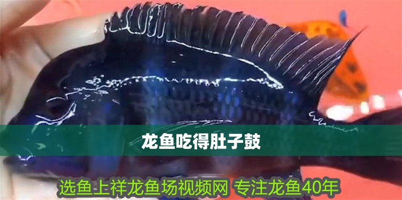 龍魚吃得肚子鼓 龍魚吃得肚子鼓 龍魚百科 第2張