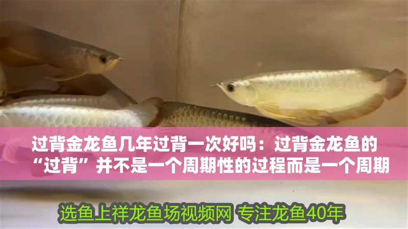 過背金龍魚幾年過背一次好嗎：過背金龍魚的“過背”并不是一個周期性的過程而是一個周期性的過程 過背金龍魚幾年過背一次好嗎：過背金龍魚的“過背”并不是一個周期性的過程而是一個周期性的過程 金龍魚百科 第1張
