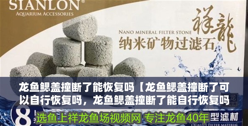 龍魚鰓蓋撞斷了能恢復(fù)嗎【龍魚鰓蓋撞斷了可以自行恢復(fù)嗎，龍魚鰓蓋撞斷了能自行恢復(fù)嗎】