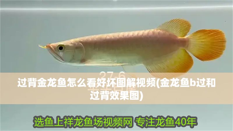 過背金龍魚怎么看好壞圖解視頻(金龍魚b過和過背效果圖)