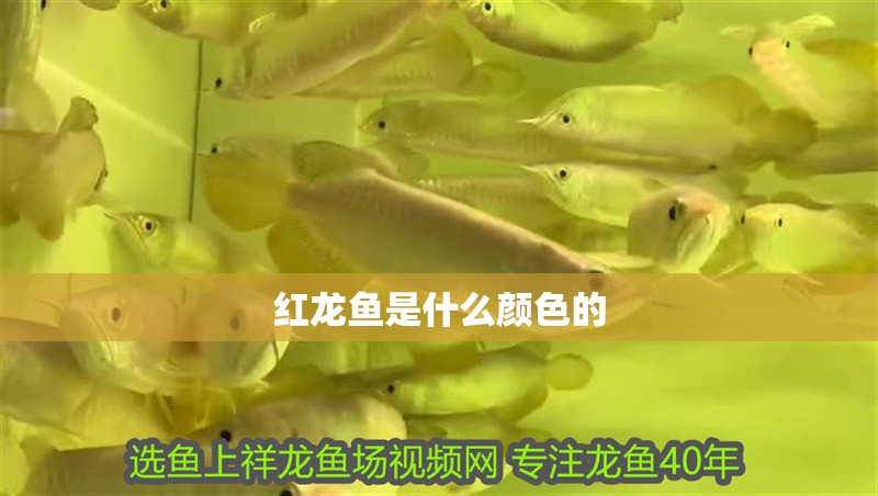 紅龍魚是什么顏色的