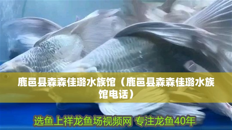 鹿邑縣森森佳璐水族館（鹿邑縣森森佳璐水族館電話）