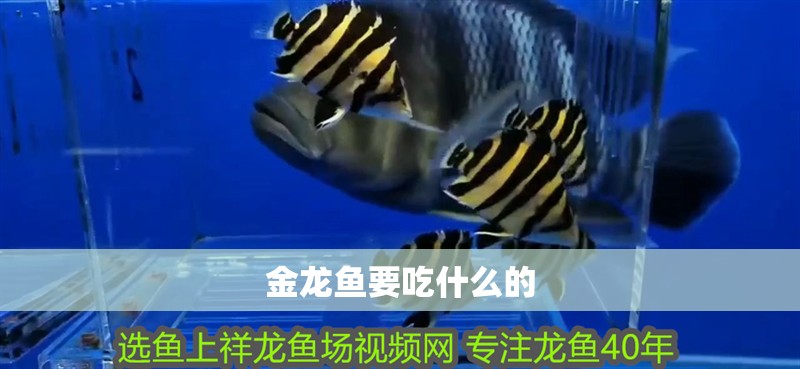 金龍魚要吃什么的 金龍魚要吃什么的 龍魚百科 第2張