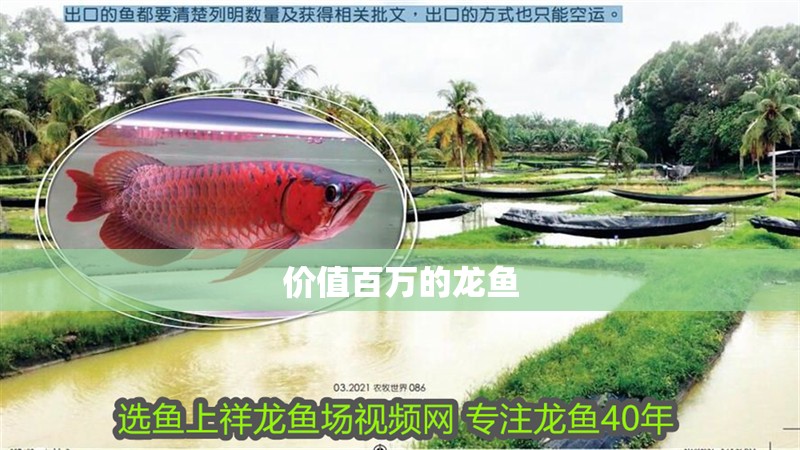 價值百萬的龍魚