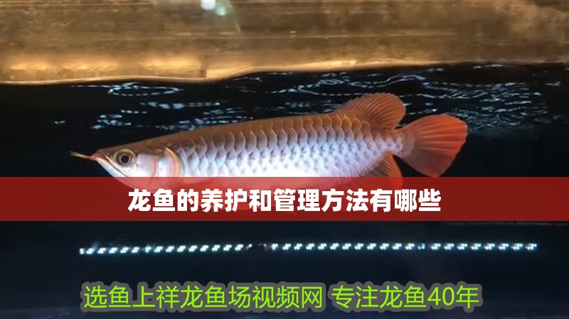 龍魚的養護和管理方法有哪些