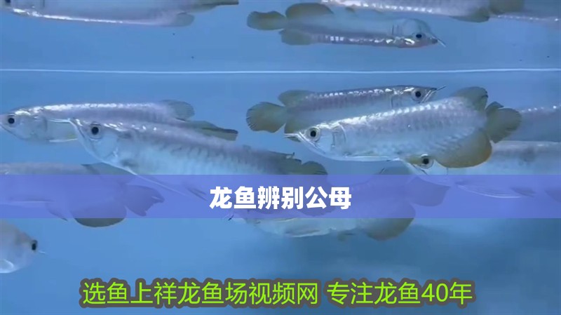 龍魚辨別公母