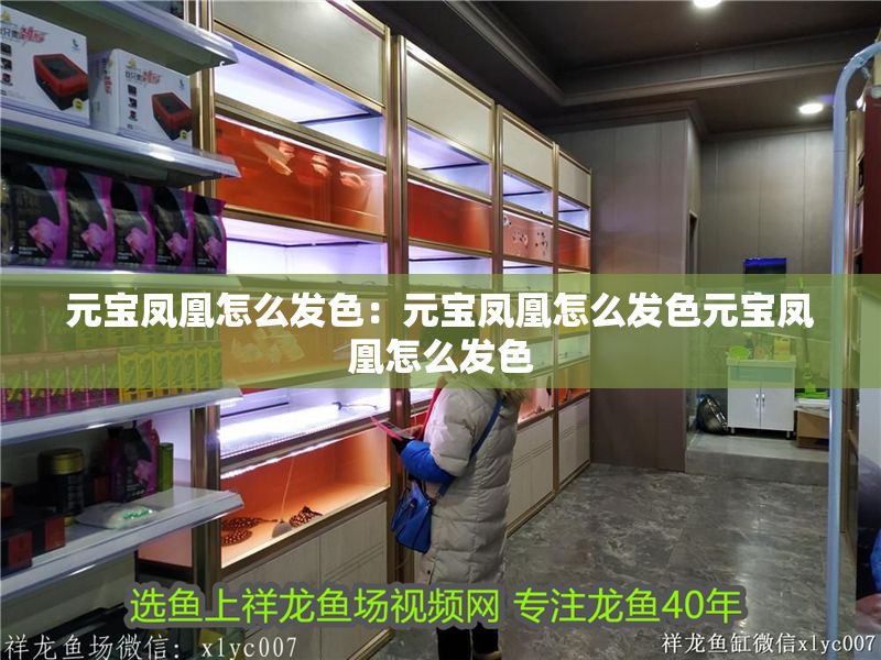 元寶鳳凰怎么發色：元寶鳳凰怎么發色元寶鳳凰怎么發色