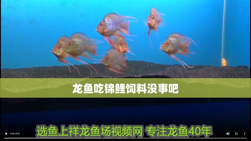 龍魚吃錦鯉飼料沒事吧
