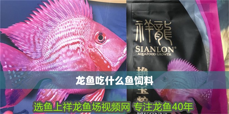 龍魚吃什么魚飼料