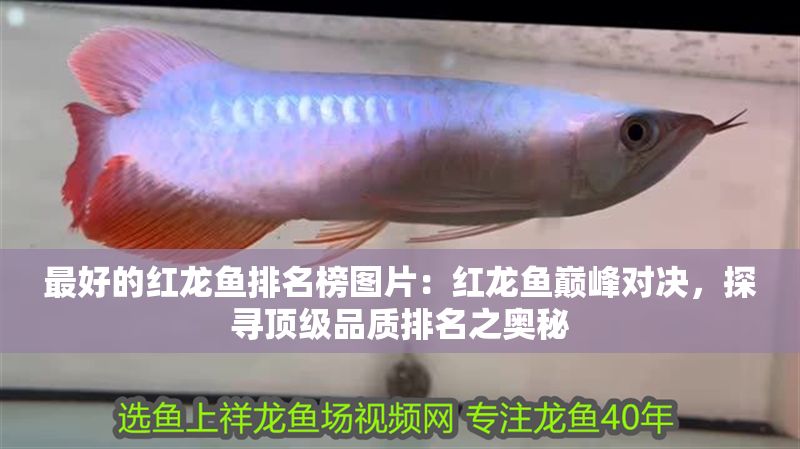 最好的紅龍魚排名榜圖片：紅龍魚巔峰對決，探尋頂級品質(zhì)排名之奧秘