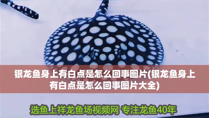 銀龍魚身上有白點是怎么回事圖片(銀龍魚身上有白點是怎么回事圖片大全)