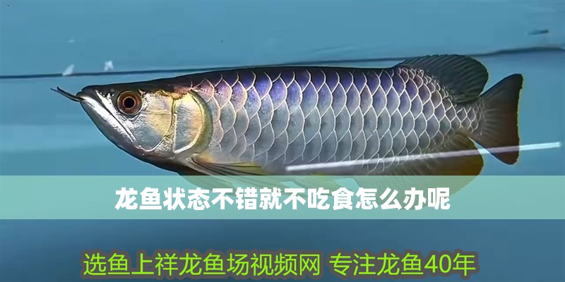 龍魚狀態不錯就不吃食怎么辦呢