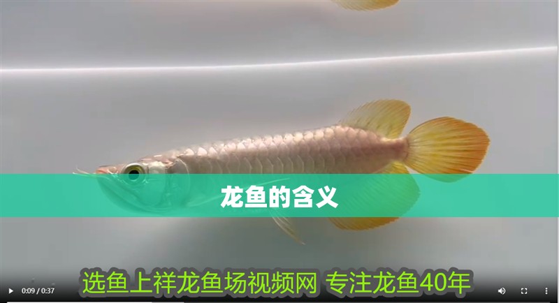 龍魚的含義