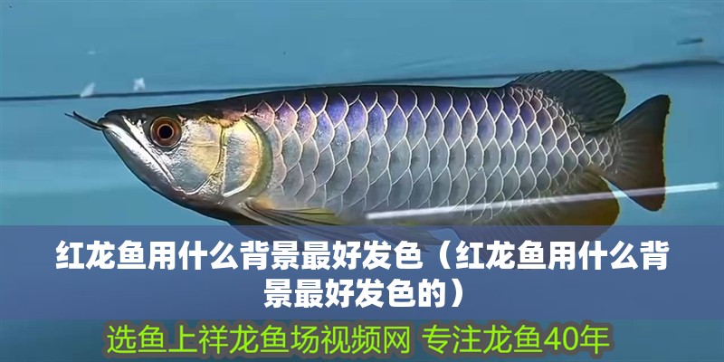 紅龍魚用什么背景最好發色（紅龍魚用什么背景最好發色的）