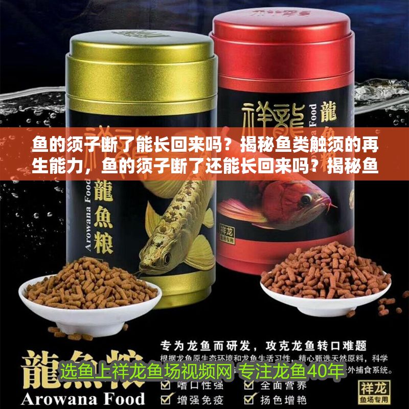 魚的須子斷了能長回來嗎？揭秘魚類觸須的再生能力，魚的須子斷了還能長回來嗎？揭秘魚類觸須的再生秘密 魚的須子斷了能長回來嗎？揭秘魚類觸須的再生能力，魚的須子斷了還能長回來嗎？揭秘魚類觸須的再生秘密 龍魚常見疾病 第1張