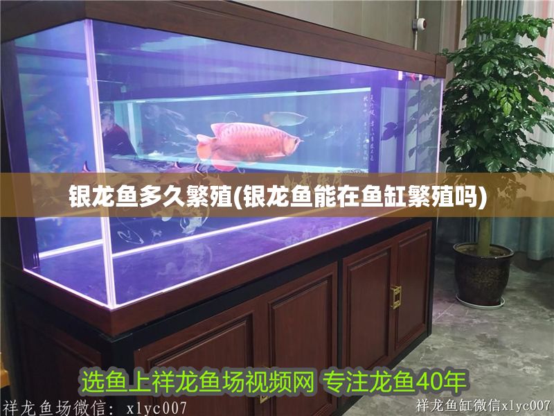 銀龍魚多久繁殖(銀龍魚能在魚缸繁殖嗎)