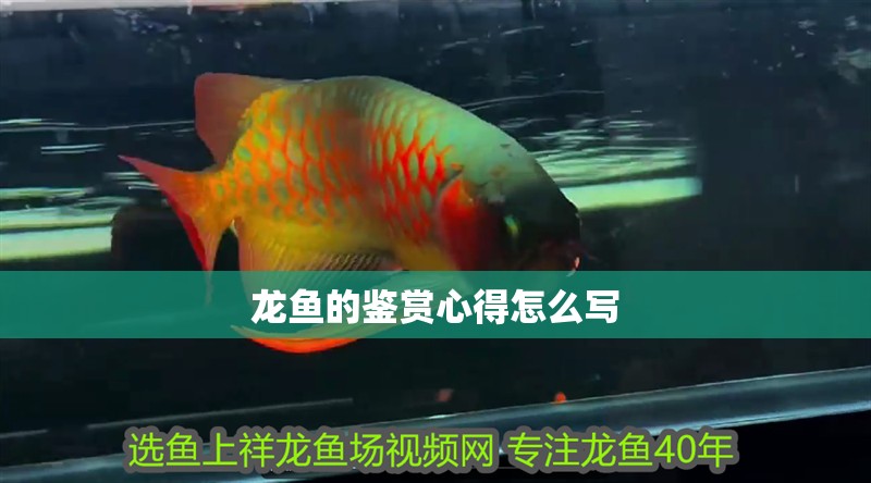 龍魚的鑒賞心得怎么寫