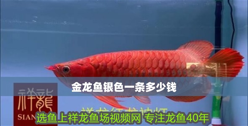 金龍魚銀色一條多少錢
