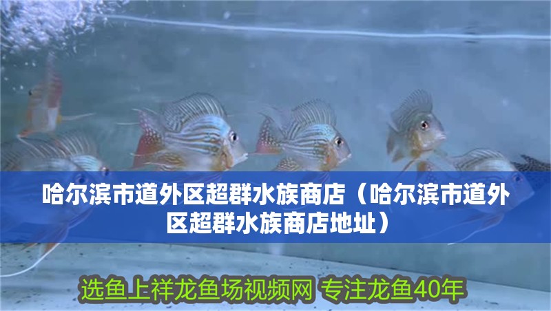 哈爾濱市道外區超群水族商店（哈爾濱市道外區超群水族商店地址）