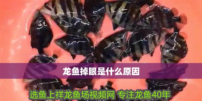 龍魚掉眼是什么原因