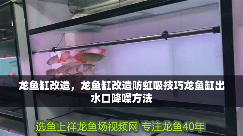 龍魚缸改造，龍魚缸改造防虹吸技巧龍魚缸出水口降噪方法 龍魚缸改造，龍魚缸改造防虹吸技巧龍魚缸出水口降噪方法 魚缸百科 第1張