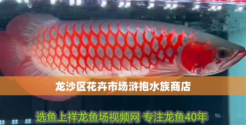 龍沙區花卉市場滸抱水族商店