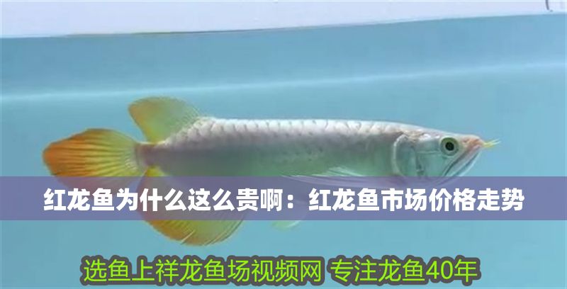 紅龍魚為什么這么貴啊：紅龍魚市場價格走勢