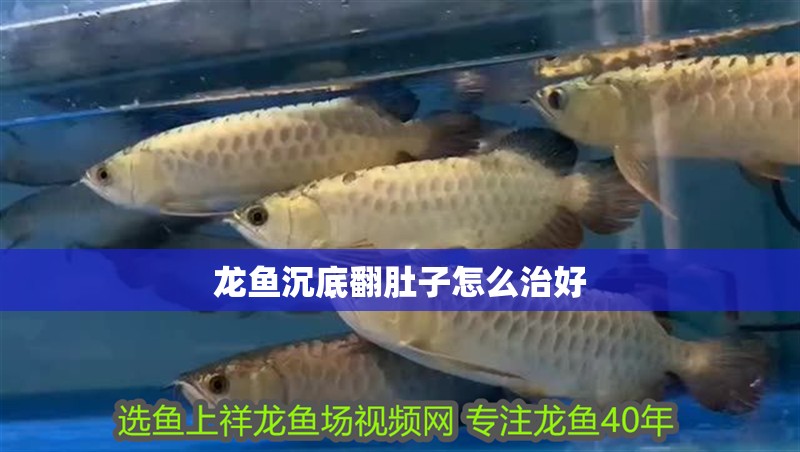 龍魚沉底翻肚子怎么治好