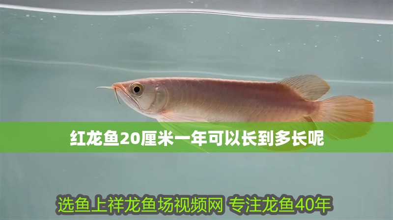 紅龍魚20厘米一年可以長到多長呢