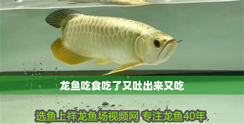 龍魚吃食吃了又吐出來又吃