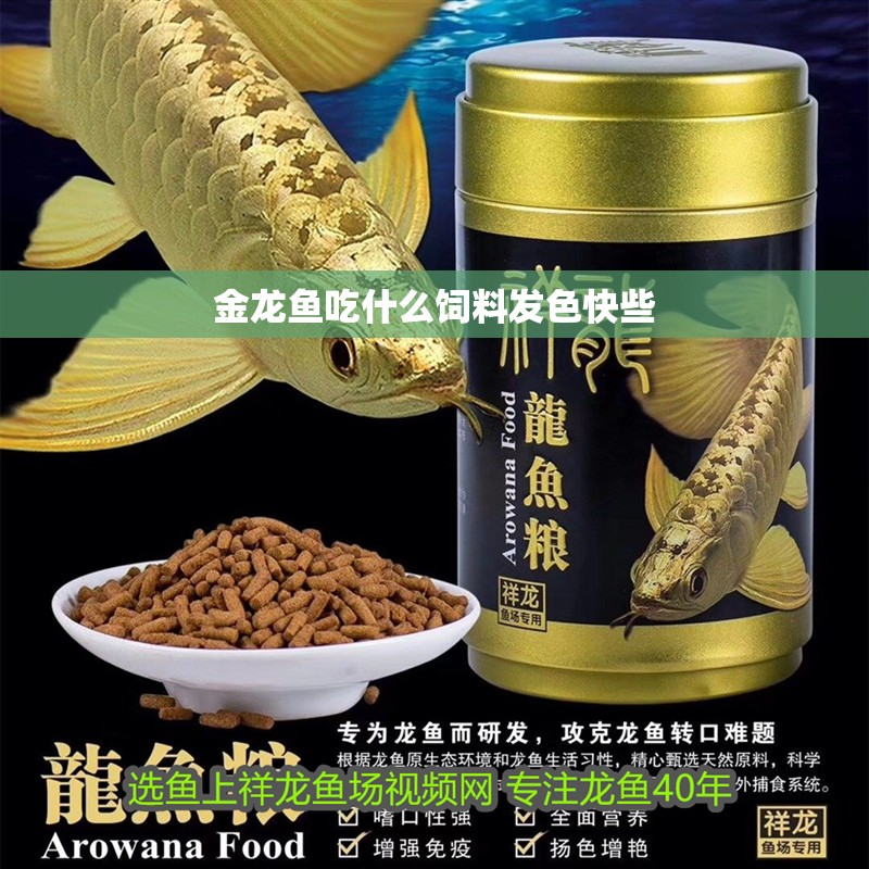 金龍魚吃什么飼料發色快些