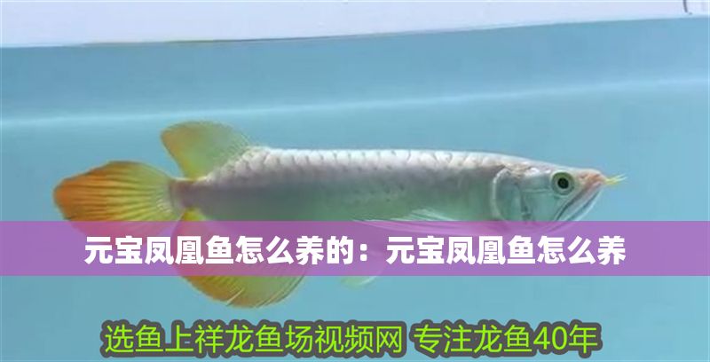 元寶鳳凰魚怎么養(yǎng)的：元寶鳳凰魚怎么養(yǎng)