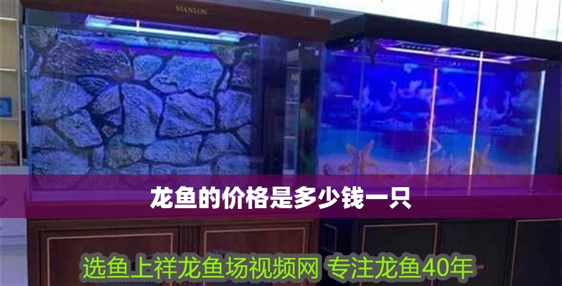 龍魚的價格是多少錢一只 龍魚的價格是多少錢一只 龍魚百科 第2張