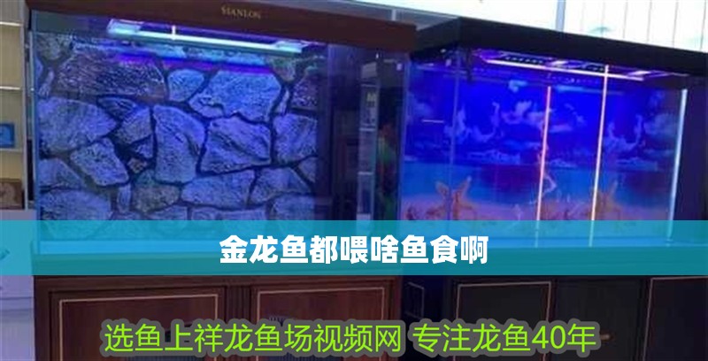 金龍魚都喂啥魚食啊