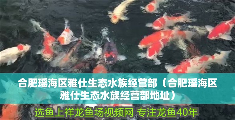 合肥瑤海區雅仕生態水族經營部(合肥瑤海區雅仕生態水族經營部地址) 全國水族館企業名錄 第2張 合肥瑤海區雅仕生態水族經營部(合肥瑤海區雅仕生態水族經營部地址) 合肥瑤海區雅仕生態水族經營部(合肥瑤海區雅仕生態水族經營部地址) 全國水族館企業名錄 第2張