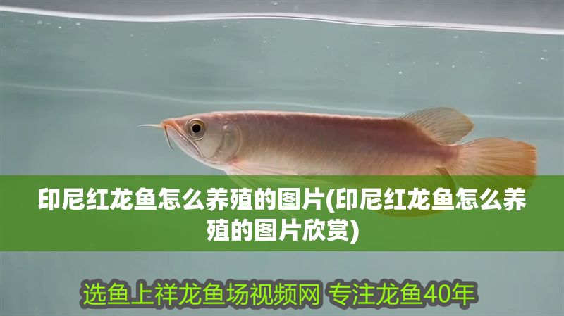 印尼紅龍魚怎么養殖的圖片(印尼紅龍魚怎么養殖的圖片欣賞)
