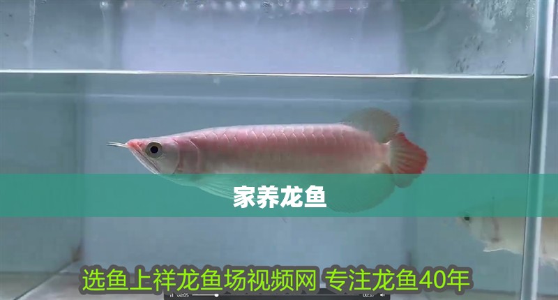 家養(yǎng)龍魚