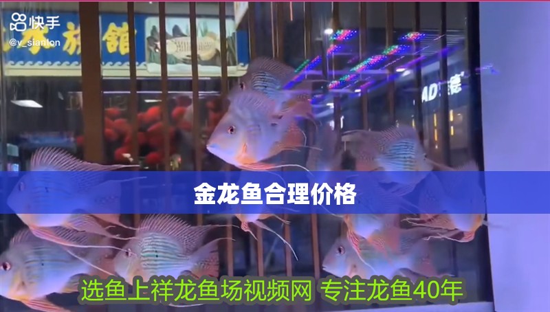 金龍魚合理價格