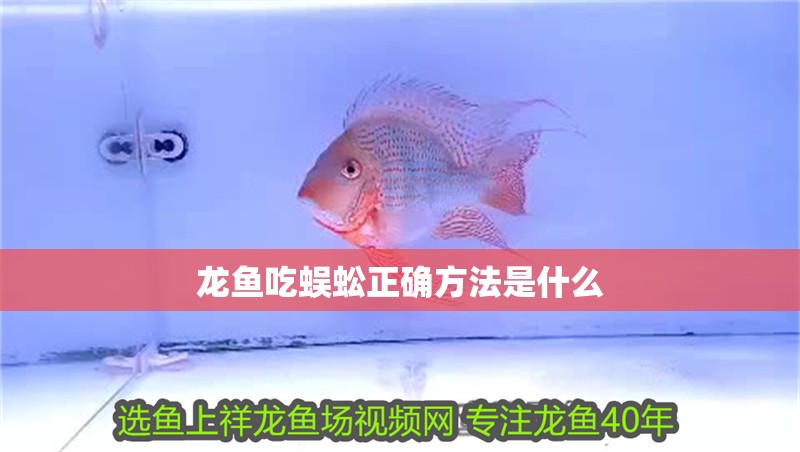 龍魚吃蜈蚣正確方法是什么