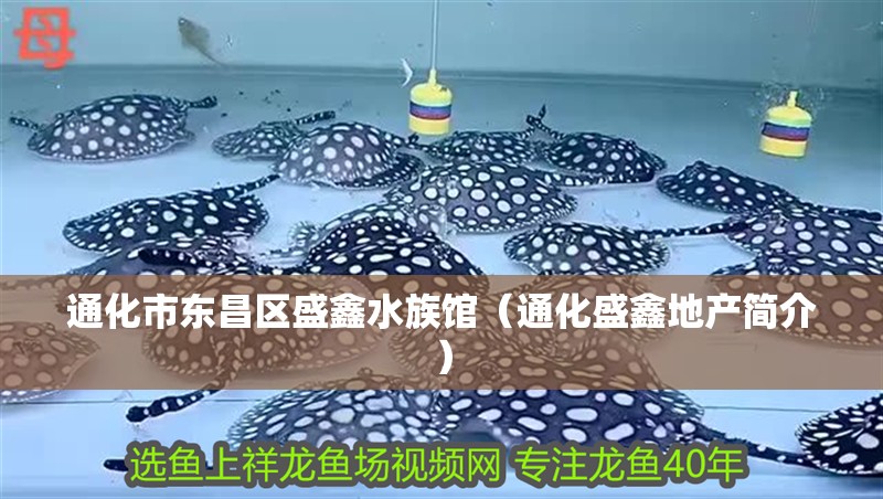 通化市東昌區盛鑫水族館（通化盛鑫地產簡介） 通化市東昌區盛鑫水族館（通化盛鑫地產簡介） 全國水族館企業名錄 第2張