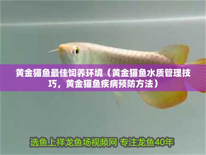 黃金貓魚最佳飼養(yǎng)環(huán)境（黃金貓魚水質(zhì)管理技巧，黃金貓魚疾病預(yù)防方法）