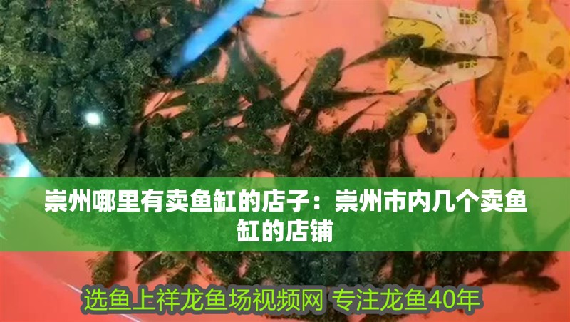 崇州哪里有賣魚缸的店子：崇州市內幾個賣魚缸的店鋪